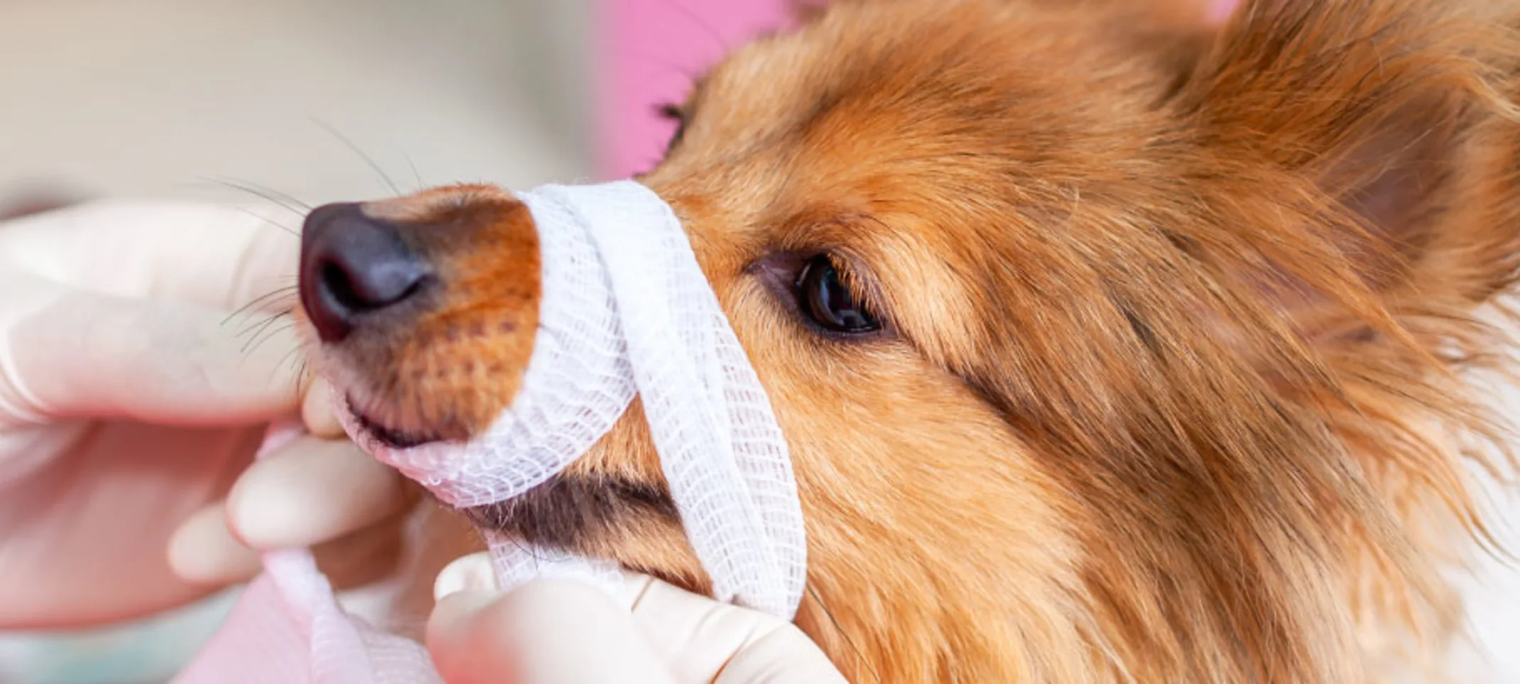 Dog Bandage Emergency Medic